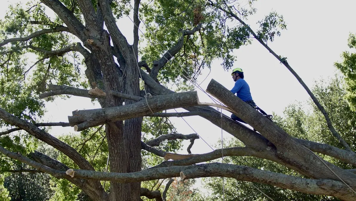 Professional Crown Thinning performed by certified arborists in Dowelltown